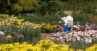 Экскурсия из Евпатории: Парад Хризантем в Никитском ботаническом саду + Ла фото 8512