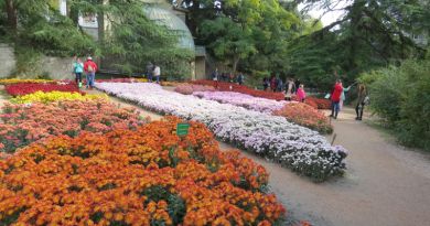Экскурсии в Бал хризантем в Никитском ботаническом саду из Евпатории 2024