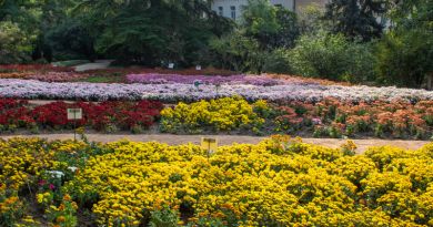 Экскурсия из Евпатории: Парад Ирисов в Никитском саду + Ялта + Ливадийский фото 8511